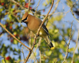 cedar waxwing BRD3720.JPG