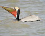 brown pelican BRD4208.JPG