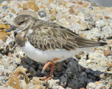 ruddy turnstone BRD4751.JPG