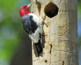 red-headed woodpecker BRD5176.JPG