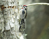 yellow-bellied sapsucker BRD5930.JPG