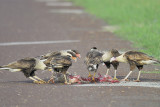 crested caracara BRD6195.JPG