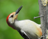 red-bellied woodpecker BRD6256.JPG