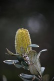 Fabulous Flora