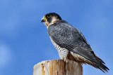 IMG_6635 Peregrine Falcon.jpg