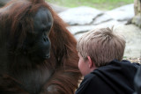 IMG_3244 Young Boy -  Orangutang.jpg