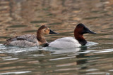 IMG_6856 Canvasback.jpg