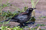 IMG_7647 Rusty Blackbird.jpg