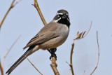 IMG_0095 Black-throated Sparrow.jpg