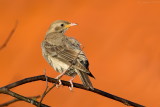 Roze spreeuw/Rosy starling