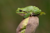 Boomkikker/Hyla arborea