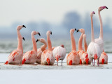 Flamingo/Greater flamingo