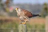 Common Kestrel  (Falco tinnunculus) - tornfalk