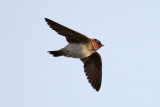 American Cliff Swallow (Petrochelidon pyrrhonota) - stensvala