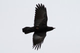 Raven (Corvus corax) - korp