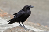 Raven (Corvus corax) - korp