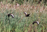 Black-bellied Whistling-Duck (Dendrocygna autumnalis) - svartbukig visseland