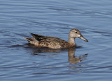 Blue-winged Teal (Anas discors) - blvingad rta