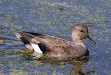 Gadwall (Anas strepera) - snatterand