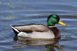 Mallard (Anas platyrhynchos) - grsand