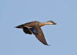 Eastern Spot-billed Duck (Anas zonorhyncha) - Kinesisk flcknbband