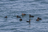 American Scoter (Melanitta americana) - amerikansk sjorre