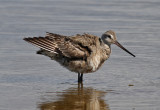 Hudsonian Godwit (Limosa haemastica) - Hudsonspov