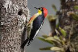 Yellow-fronted Woodpecker (Melanerpes flavifrons)