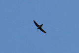 Gray-rumped Swift (Chaetura cinereiventris)