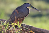 Bare-throated Tiger-Heron (Tigrisoma lineatum)