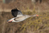 Greylag Goose (Anser anser) - grgs