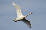 Mute Swan (Cygnus olor) - knlsvan