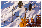 Frolicking Crows or Ravens at Bryce Canyon?