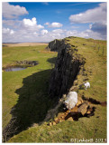 Bleating of the Retreat