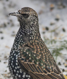 Starling  - Str - Sturnus vulgaris