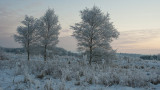 Wintry scene - vintermorgen 