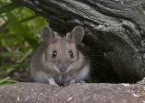 Yellow-necked Mouse - Halsbåndsmus - Apodemus flavicollis