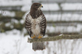 Common Buzzard- Musvåge Buteo buteo