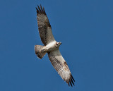 Osprey - Fiskeørn - Pandion haliatos