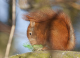 Red Squirrel - Egern - Sciurus vulgaris