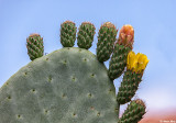 Cacti on Verano