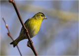 Siskin