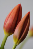 15 January: Tulips