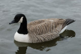 28 January: Canada Goose