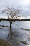 6 February: Waterlogged Tree