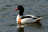 14 February: Shelduck