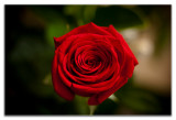 RedRed Rose
