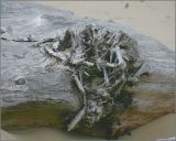 Driftwood Wind  Fog2.jpg