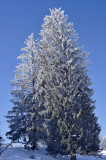 Frozen trees, Franches-Montagnes