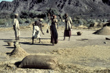 1960 - Threshing near Nizwa - ScanOman199